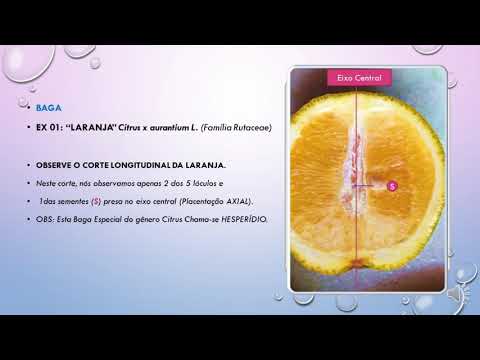 Frutos  Carnosos -v.8- prática