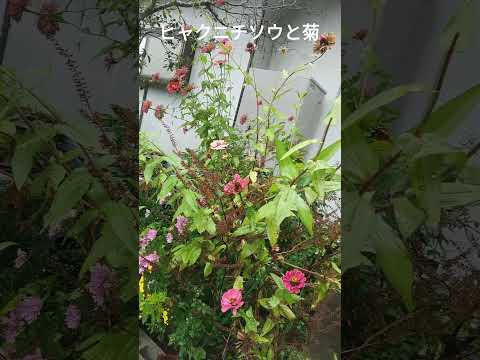 雪の庭の冬でも凍らない菊の花が育つ