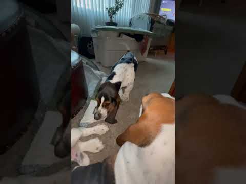 Rosebud - Prepubescent Basset Hound Has Bad Day & Takes It out On Forrest