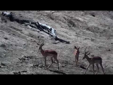 Djuma: Nyala youngster with two Impala rams - 06:15 - 09/13/21
