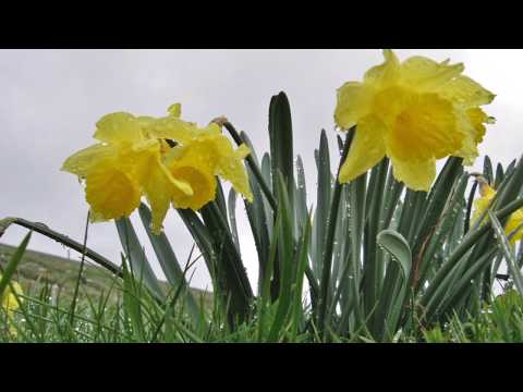 Combe de Grède - Chasseral   /// April 2014