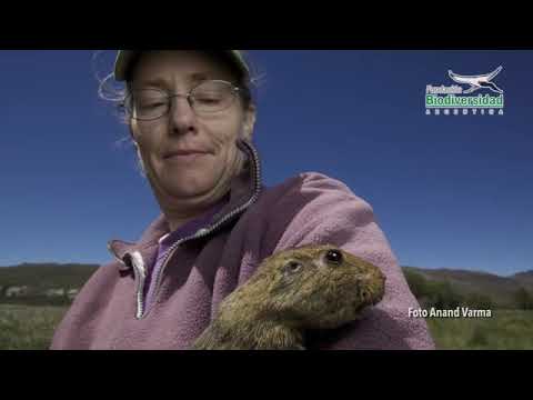 Trabajo con los Tuco-tucos en Antofagasta de la Sierra - Catamarca