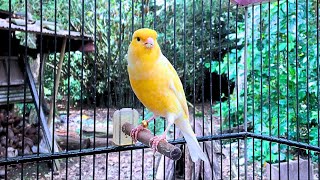 Download lagu The Best Canary Sound!! Belgian Canary Training Singing mp3