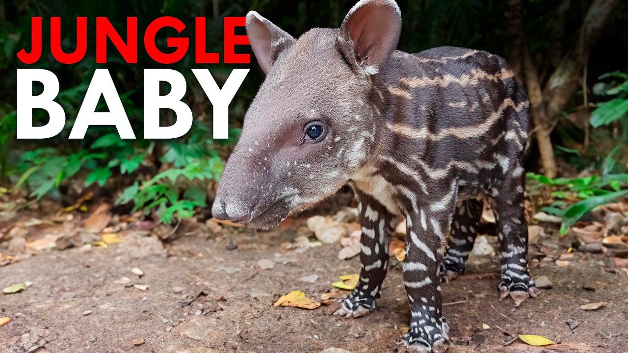 Tapirs Are Straight Out Of The Ice Age