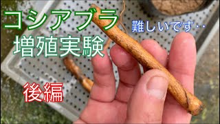 《山菜》コシアブラ増殖実験　後編