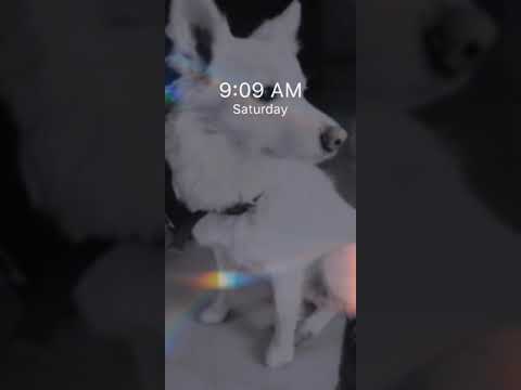 wallpaper or video?? 😍😍🐶🐶👀🤔🐶🐶🐶#daisy #ytshorts #cute