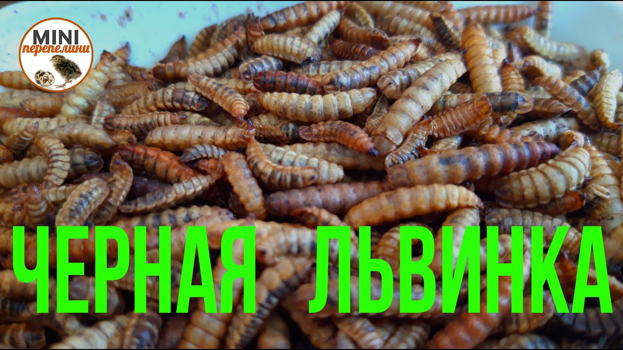 Купить Личинку Черной Львинки Живую
