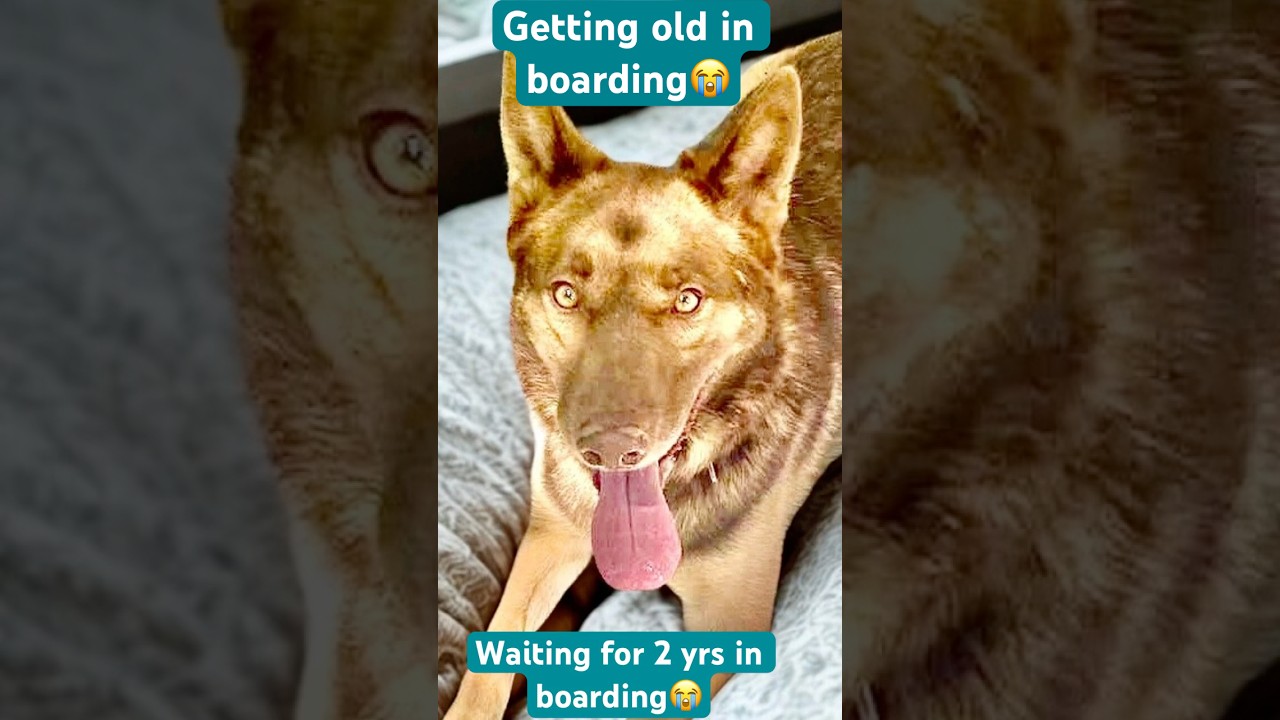 Chai! , a ADOPTABLE mixed breed in Monterey, CA video 2/6