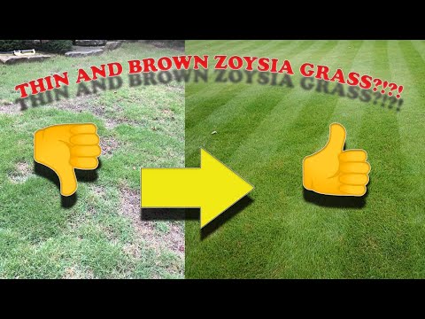 How to Improve Your Zoysia Grass | How to Fix a Crappy, Thin, and Brown Zoysia Lawn!!