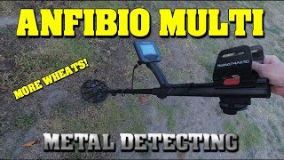 Metal Detecting: Anfibio Multi = More Wheats!