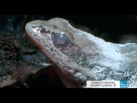 Strangest Weather on Earth: Frogs Frozen Solid