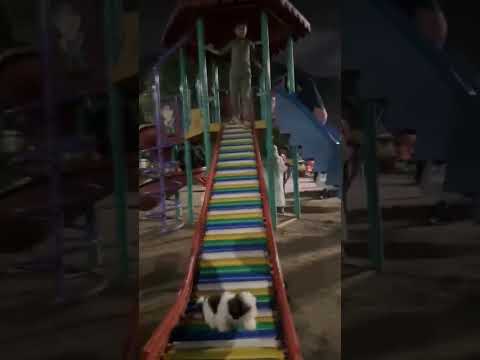 Zuni having fun in the garden#zuni #doglover #animals #shitzu #garden #dogshorts #animallover