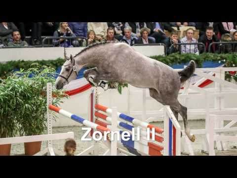 Stall VÖLZ - Hengst Zornell II v. Zirocco Blue