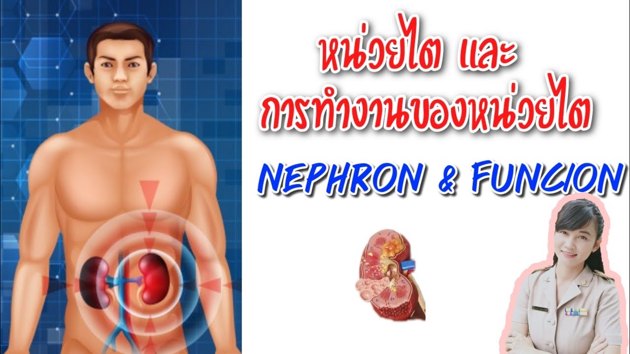 หน่วยไตและการทำงานของหน่วยไต | Nephron & function