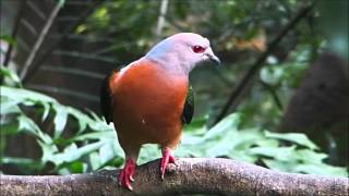 2016-03-09 Hong Kong Park Aviary, Hong Kong