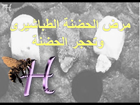 , title : 'أعراض ومكافحة مرض الحضنة الطباشيرى وتحجر الحضنة - د. حسام أبوشعرة'