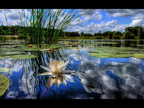 Muzyka Relaksacyjna dzwięki nad stawem