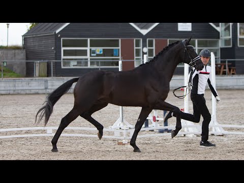 Nr. 34   Hengst von Hallifax von Schwarzgold - Aston Martin *2018