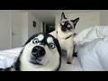 Funniest Animals Around the World 😂 This Is Why We Love Pets DEFAULT Thumbnail