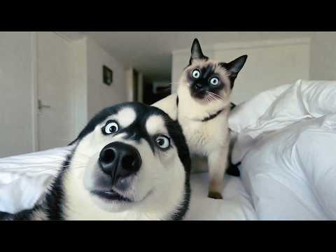Funniest Animals Around the World 😂 This Is Why We Love Pets