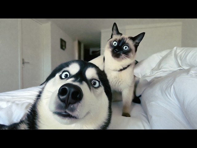 Funniest Animals Around the World 😂 This Is Why We Love Pets SDDEFAULT Thumbnail