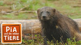 Download lagu Wie viel frisst der Vielfraß? | Reportage für Kinder | Pia und die wilden Tiere mp3