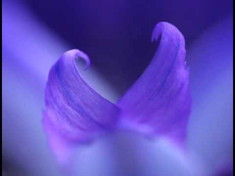 Aglaia - Shanti Mudra (Mondi Sensibli)