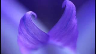 Aglaia - Shanti Mudra (Mondi Sensibli)