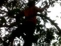 Pencuri Mangga