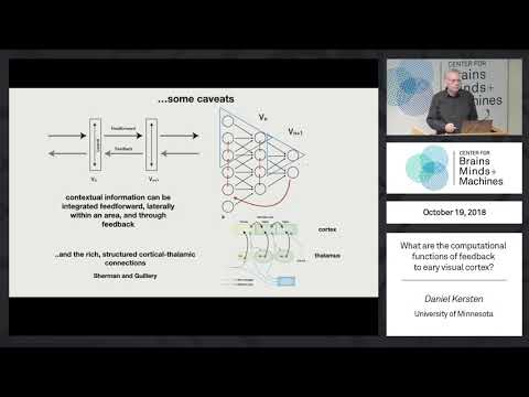 What are the computational functions of feedback to early visual cortex?