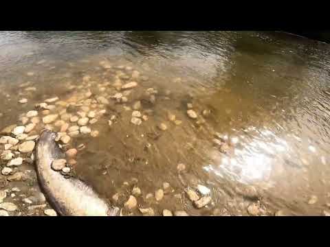 Spinning&Casting al Siluro: Catfish spinning