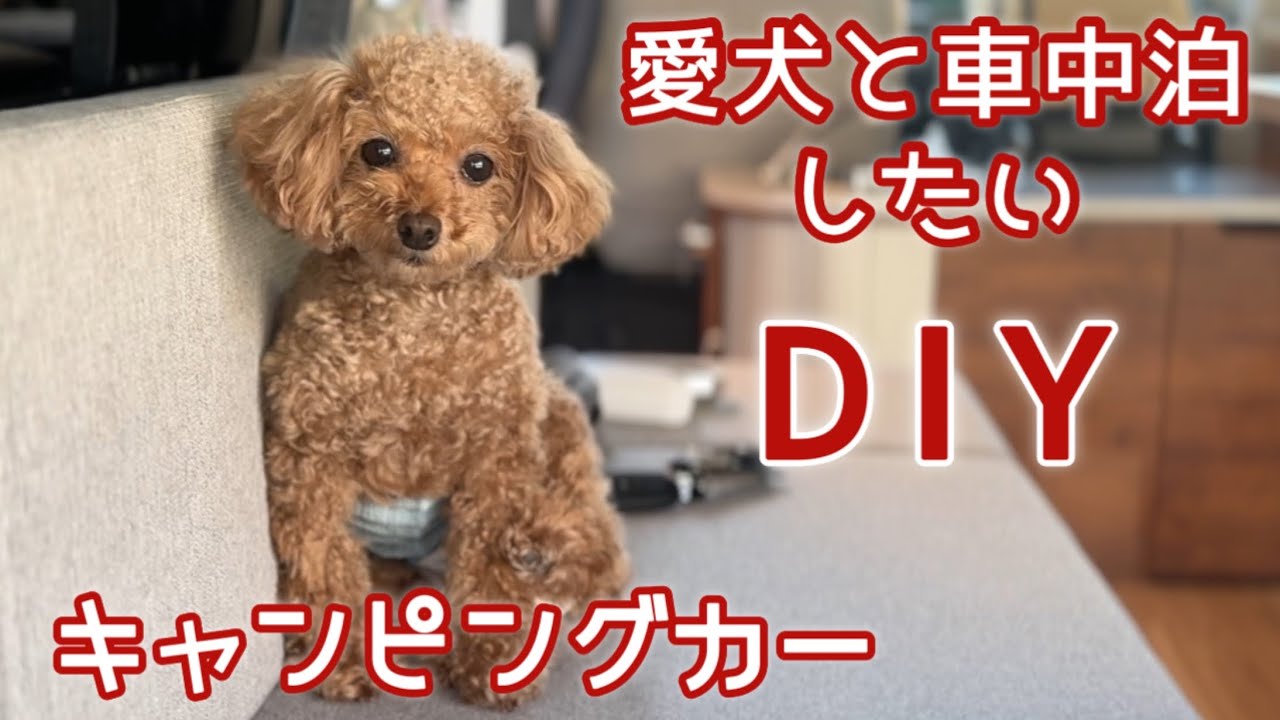 【ハイエース】保護犬と車中泊するために#繁殖引退犬 #トイプードル 