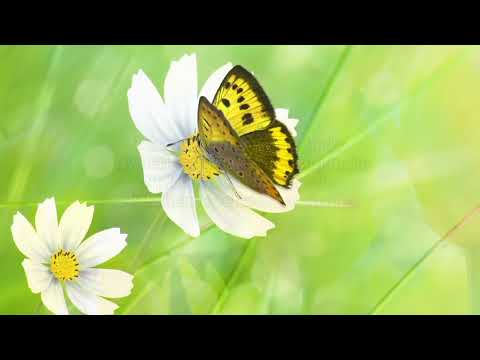 Titianah ft Jim Praise. Tononkira Andramo ka izahao.