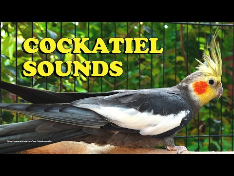 Cockatiel Sounds - Gray Cockatiel (Wono) - Chirping Sounds