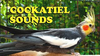 Download lagu Cockatiel Sounds - Gray Cockatiel (Wono) - Chirping Sounds mp3