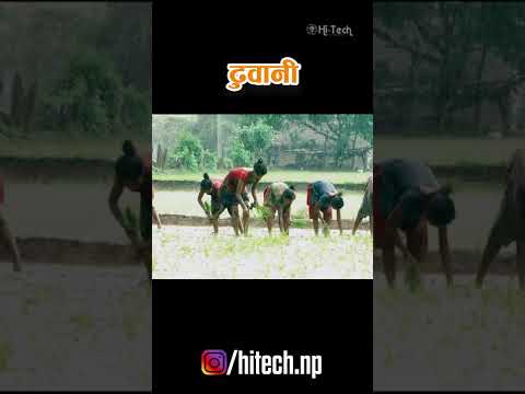 Asare Mas ko Dabdabe Hilo | Nepali Movie Dhuwani Song | Dhuwani Nepali Film - YouTube video thumbnail
