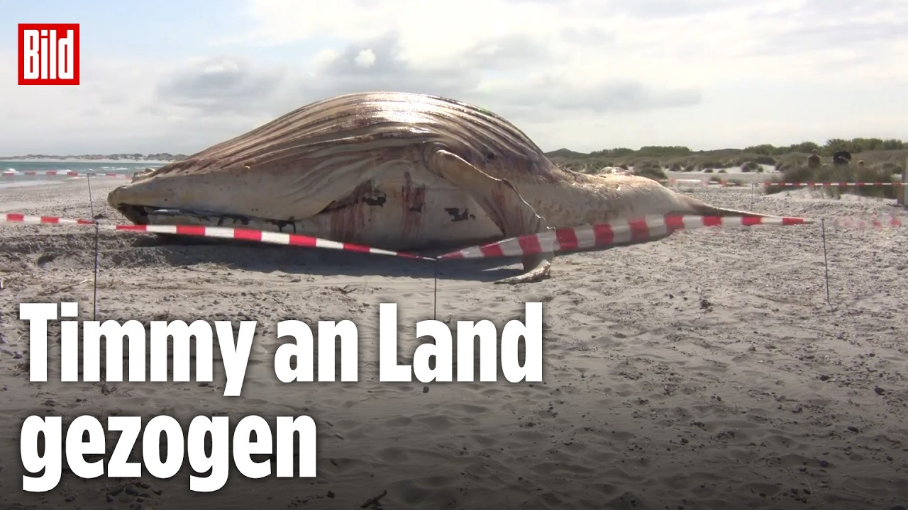 🔴 Endlich! Timmy ist an Land – Helfer mit schwerem Gerät am Strand | BILD LIVE