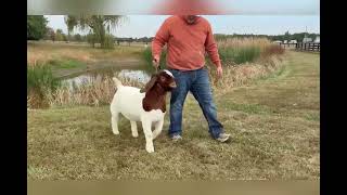 Fall 2025 Circle of Winners Sale Lot 63: BSMF THROW DOWN (10996013)