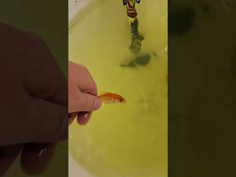 Fish CPR! They aren't Actually DEAD!! 😱 #shorts
