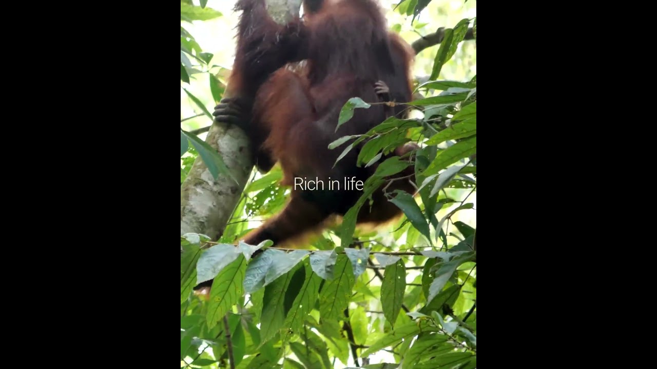 Rainforests