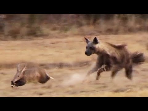 Aardvark (Anteater) Tries to Outrun Hyena in an Epic Chase!