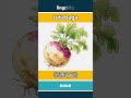 rutabaga - 芜菁甘蓝 video thumbnail