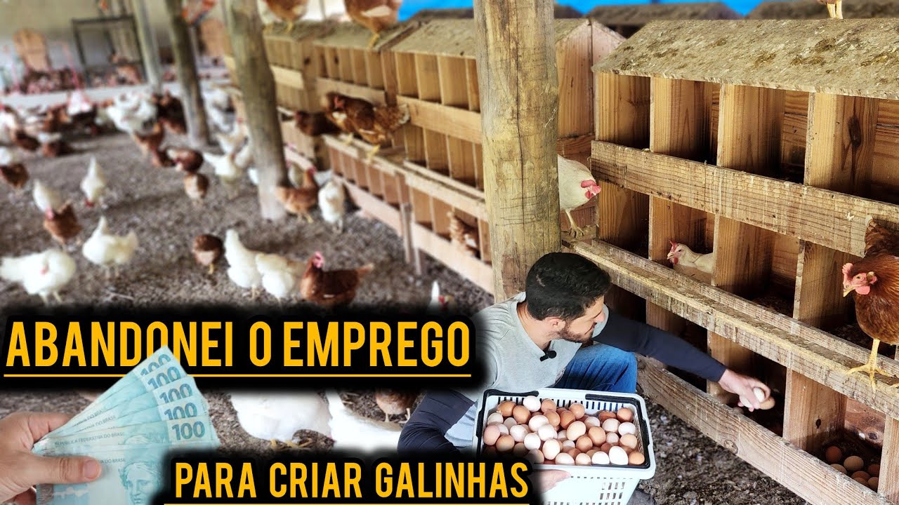 5 motivos que me levaram a ABANDONAR o EMPREGO para CRIAR GALINHAS.