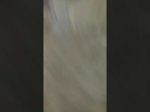 el Pepe está demente