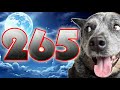 CoROEnosphere 265 17 May 2025