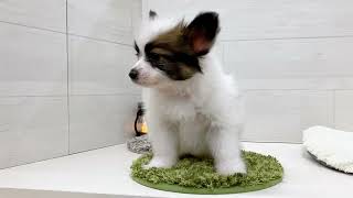 パピヨンの動画01