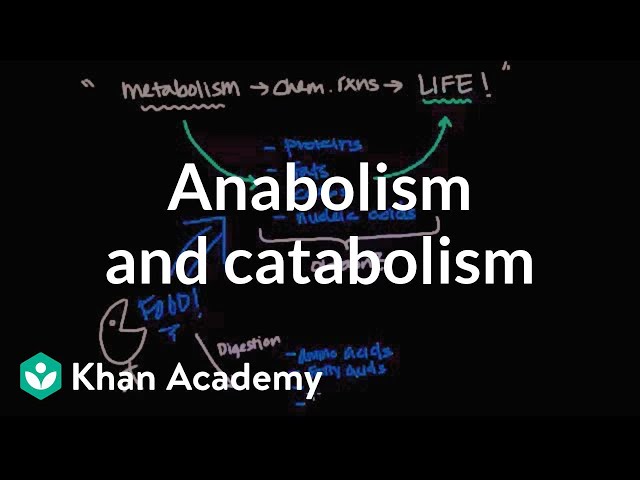 Видео Произношение catabolism в Английский Видео Произношение catabolism в Английский