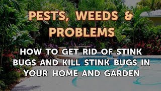 How to Get Rid of Stink Bugs and kill Stink Bugs in your Home and Garden