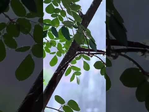 Chuva na capital do vinho. Salgado filho Paraná
