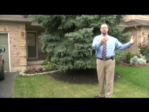 DRPS Crime Prevention Quick Tip - Trim Trees & Shrubs